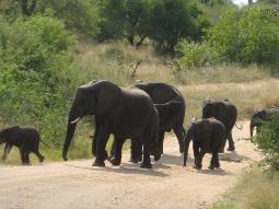  Elefanten Südafrika 
